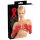 LATEX - duge, unisex rukavice (crvene) - L
